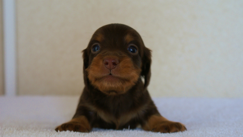 DSC06962 カニンヘンダックス チョコタン 男の子