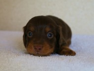 DSC06969 カニンヘンダックス チョコタン 男の子