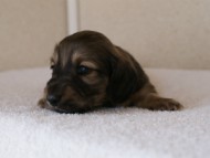 カニンヘンダックス　シューデットクリーム　男の子犬