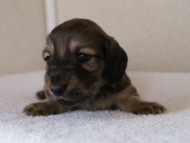 カニンヘンダックス　シューデットクリーム　男の子犬