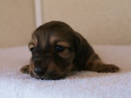 カニンヘンダックス　シューデットクリーム　男の子