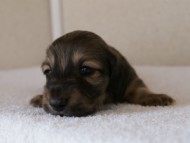 カニンヘンダックス　シューデットクリーム　男の子犬