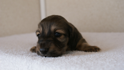 カニンヘンダックス シューデットクリーム 男の子犬 カニンヘンダックス シューデットクリーム 男の子犬