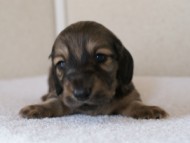 カニンヘンダックス　シューデットクリーム　男の子犬