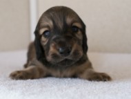 カニンヘンダックスフンド　シューデットクリーム　男の子犬