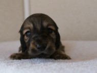 カニンヘンダックスフンド　シューデットクリーム　男の子犬