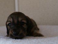 カニンヘンダックスフンド　シューデットクリーム　男の子犬