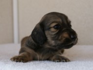 カニンヘンダックスフンド　シューデットクリーム　男の子犬