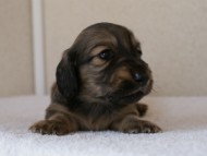 カニンヘンダックスフンド　シューデットクリーム　男の子犬