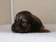 カニンヘンダックスフンド　シューデットクリーム　男の子犬