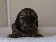 カニンヘンダックスフンド　シューデットクリーム　男の子犬