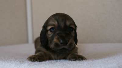 カニンヘンダックスフンド シューデットクリーム 男の子犬 カニンヘンダックスフンド シューデットクリーム 男の子犬