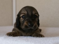 カニンヘンダックスフンド　シューデットクリーム　男の子犬