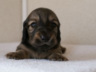 カニンヘンダックスフンド　シューデットクリーム　男の子犬