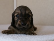 カニンヘンダックスフンド　シューデットクリーム　男の子犬