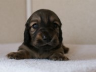 カニンヘンダックスフンド　シューデットクリーム　男の子犬