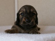 カニンヘンダックスフンド　シューデットクリーム　男の子犬