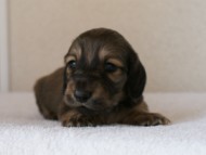 カニンヘンダックスフンド　シューデットクリーム　男の子犬