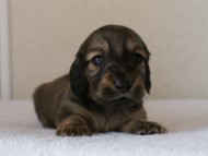 カニンヘンダックスフンド　シューデットクリーム　男の子犬
