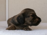 カニンヘンダックスフンド　シューデットクリーム　男の子犬