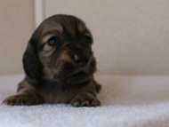 カニンヘンダックスフンド　シューデットクリーム　男の子犬