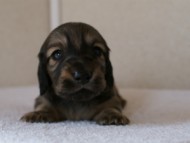 カニンヘンダックスフンド　シューデットクリーム　男の子犬