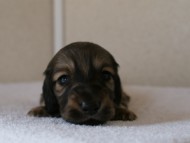 カニンヘンダックスフンド　シューデットクリーム　男の子犬