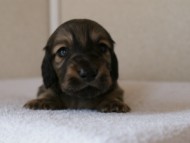 カニンヘンダックスフンド　シューデットクリーム　男の子犬