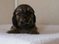 カニンヘンダックスフンド　シューデットクリーム　男の子犬