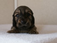 カニンヘンダックスフンド　シューデットクリーム　男の子犬