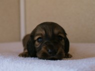 カニンヘンダックス　シューデットクリーム　男の子