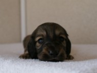 カニンヘンダックスフンド　シューデットクリーム　男の子犬