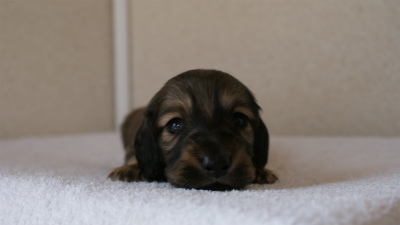 カニンヘンダックスフンド シューデットクリーム 男の子犬 カニンヘンダックスフンド シューデットクリーム 男の子犬