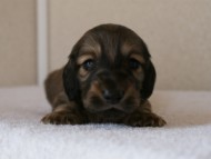 カニンヘンダックスフンド　シューデットクリーム　男の子犬