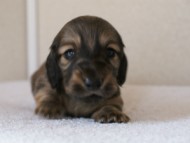 カニンヘンダックスフンド　シューデットクリーム　男の子犬