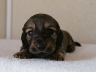 カニンヘンダックスフンド　シューデットクリーム　男の子犬