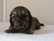 カニンヘンダックスフンド　シューデットクリーム　男の子犬