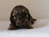 カニンヘンダックスフンド　シューデットクリーム　男の子犬