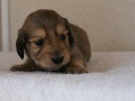 カニンヘンダックス　シューデットクリーム　男の子犬