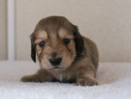 カニンヘンダックス　シューデットクリーム　男の子犬