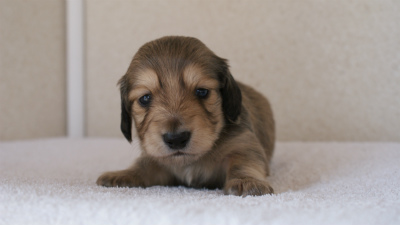 カニンヘンダックス シューデットクリーム 男の子犬 カニンヘンダックス シューデットクリーム 男の子犬