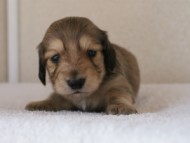 カニンヘンダックス　シューデットクリーム　男の子犬