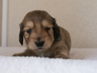 カニンヘンダックス　シューデットクリーム　男の子犬