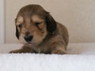 カニンヘンダックス　シューデットクリーム　男の子犬