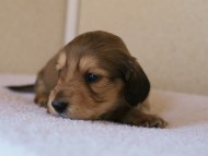 カニンヘンダックス　シューデットクリーム　男の子