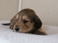 カニンヘンダックス　シューデットクリーム　男の子犬