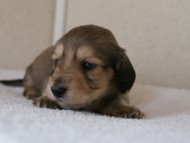 カニンヘンダックス　シューデットクリーム　男の子犬