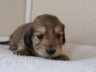 カニンヘンダックス　シューデットクリーム　男の子犬