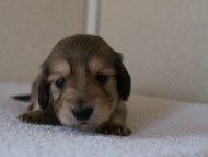 カニンヘンダックス　シューデットクリーム　男の子犬