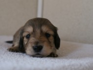 カニンヘンダックス　シューデットクリーム　男の子犬